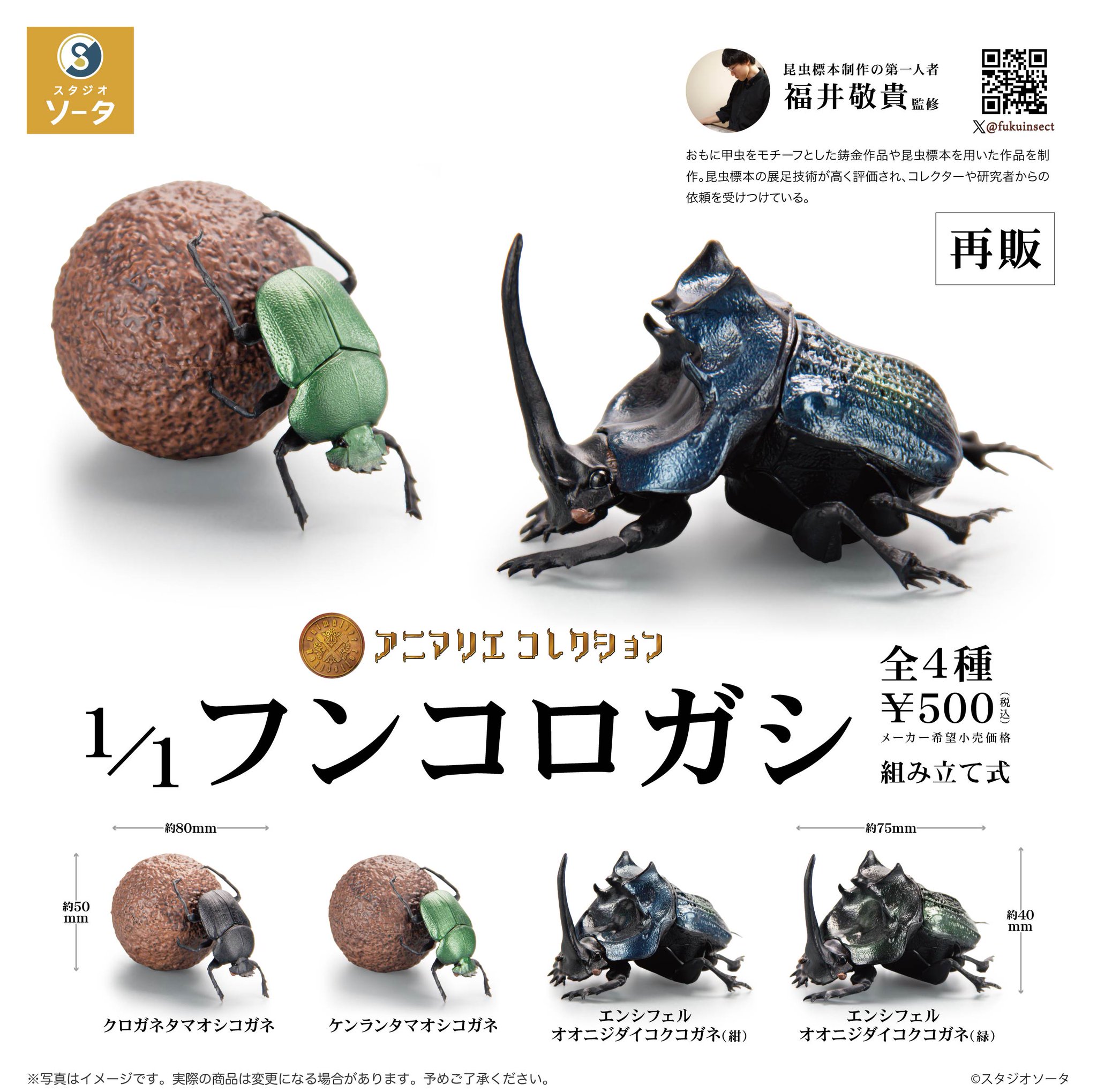 ランキフェルオオニジダイコクコガネ大型ペア標本