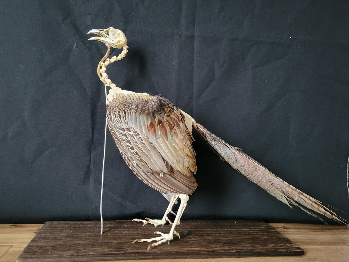 キジの羽根つき骨格標本が完成しました。