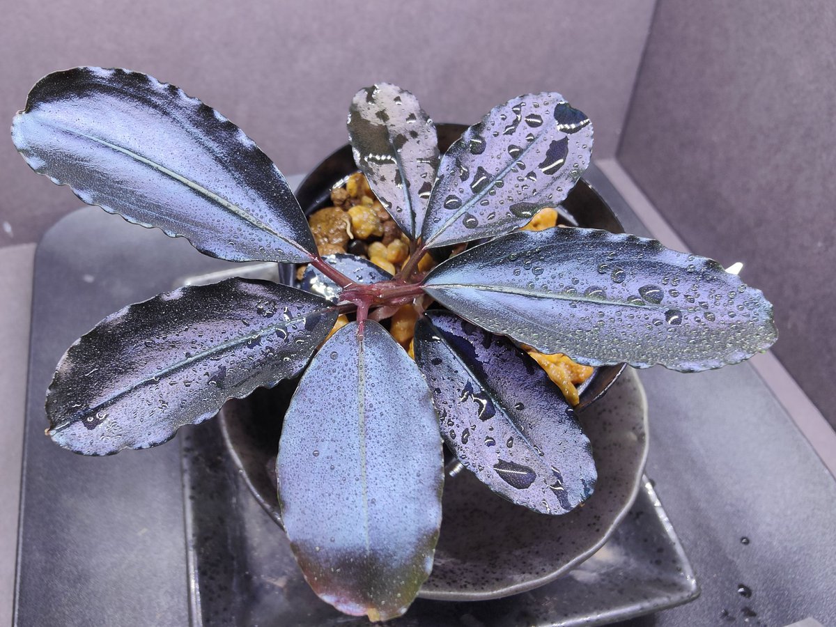 Bucephalandra sp.Blue melon ブセファランドラ