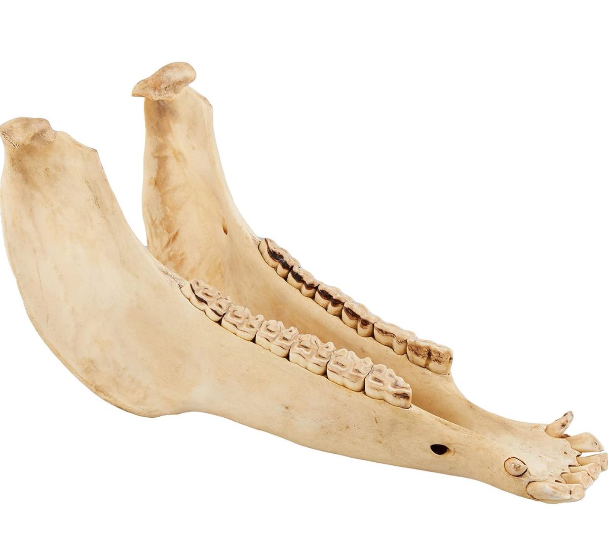 キハーダ ロバの下顎 ビブラスラップには元ネタとなった楽器があり