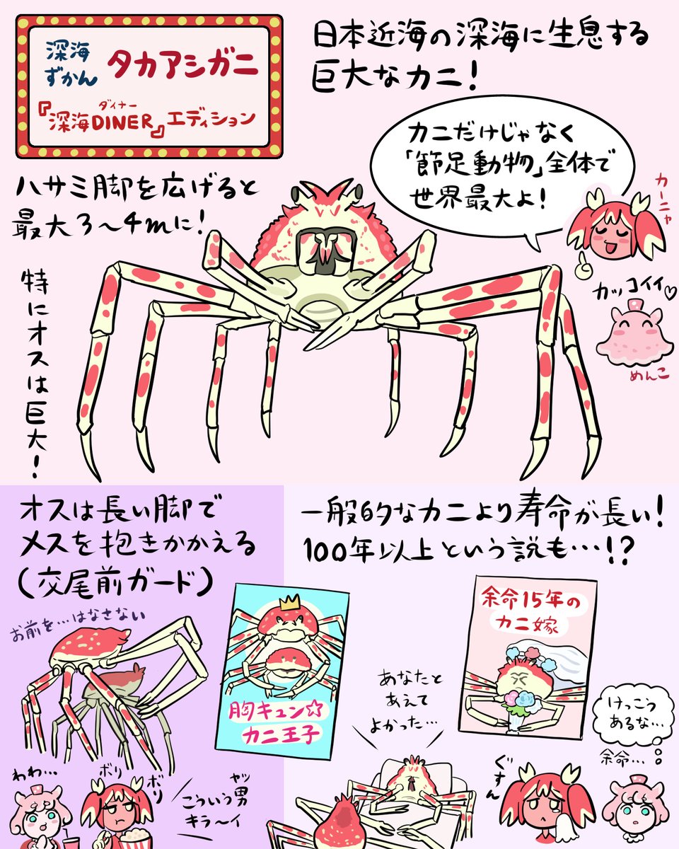 世界最大のカニ「タカアシガニ」の図解です（#深海DINER エディション