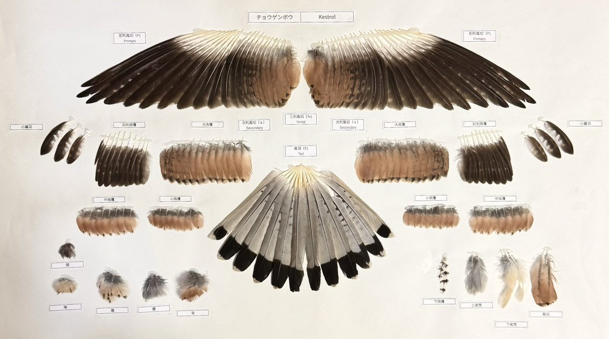 キジ尾羽 ①標本 feather specimen (@Iy4SfxjToE29684) / Posts / X