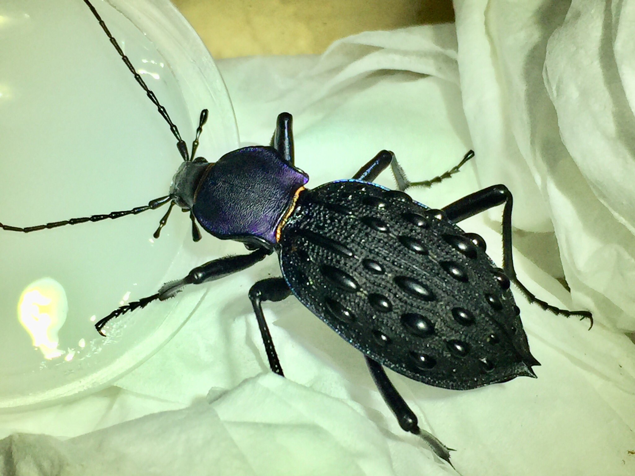 中国四川産 イボカブリモドキCoptolabrus gemmifer loczyi A1その1