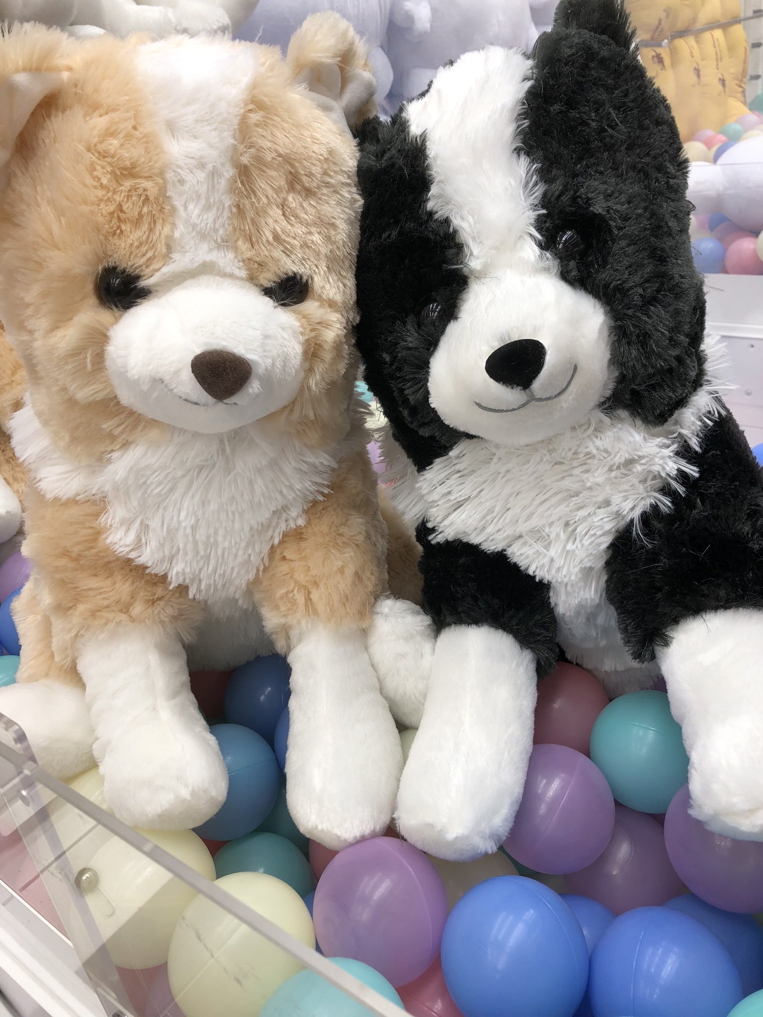 くったりボーダーコリー【新作】おりこうさん STコンプリート くったり