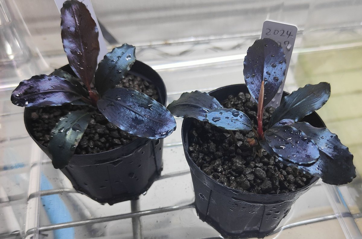 Bucephalandra sp.”Theia blue” ブセファランドラ 【公式通販】