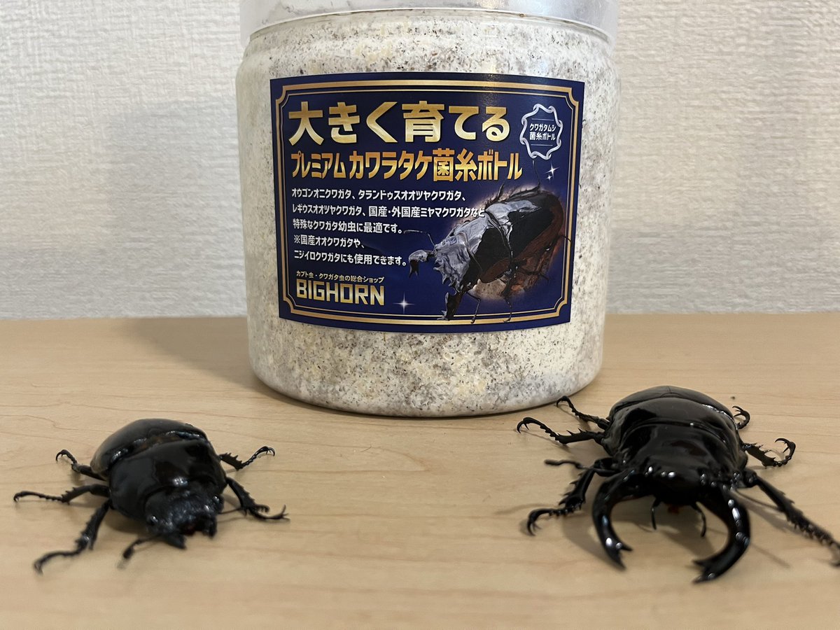 極上！カワラタケ菌糸瓶【6本】特殊アミノ酸強化配合！タランドゥス