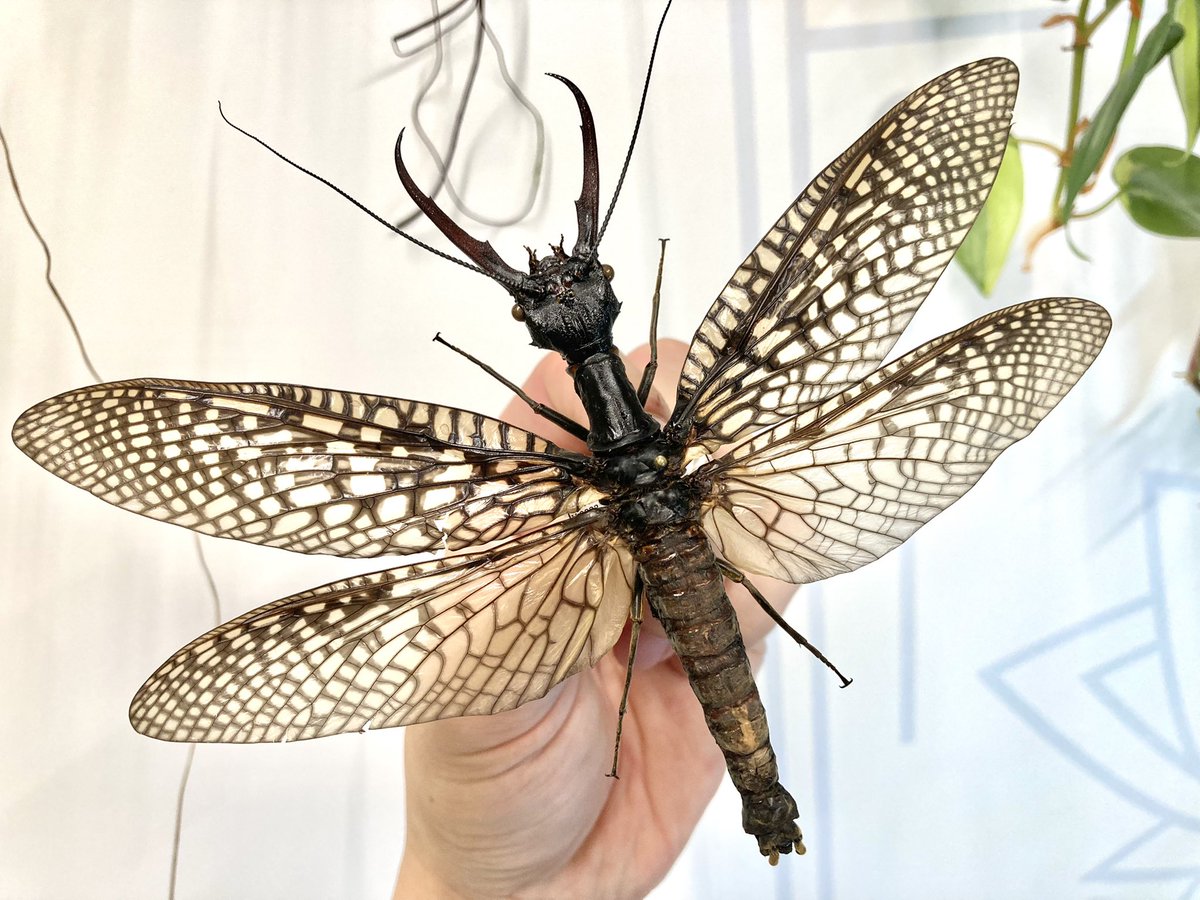 g*e様 オオキバヘビトンボ 標本 展翅済み g*e様 オオキバヘビトンボ