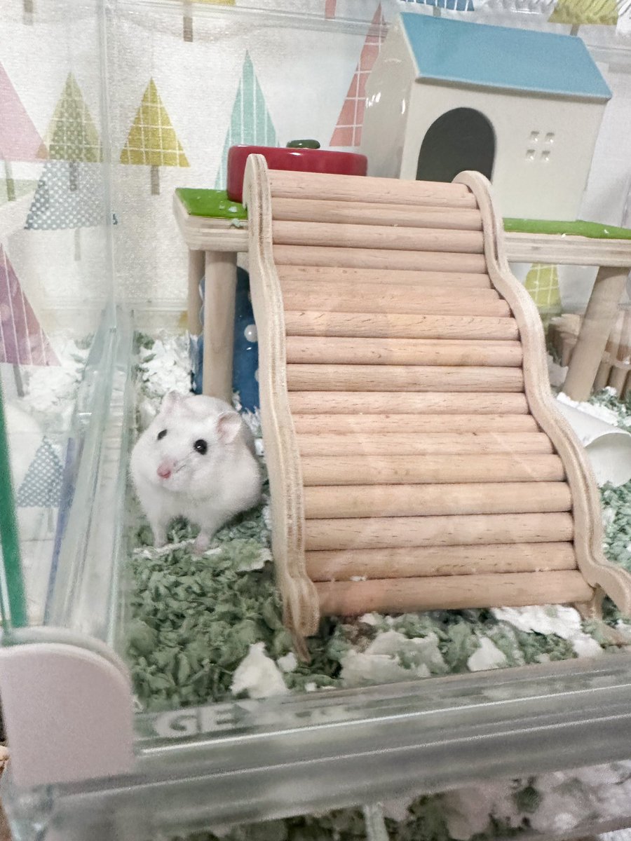 BUCATSTATE(ブカスター) 横幅80センチのハムスターケージ(白色