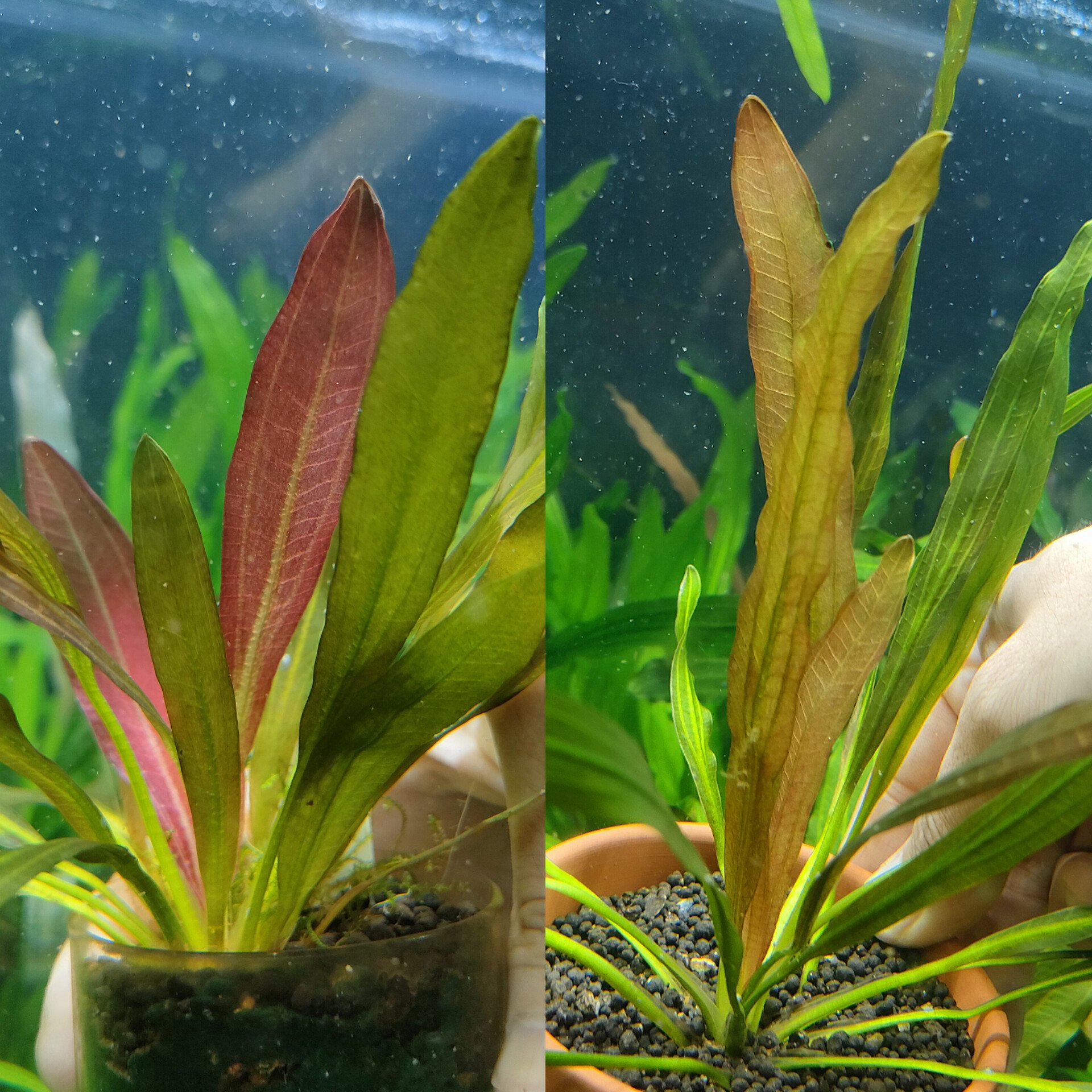 エキノドルス・ホレマニーオレンジ 【公式通販】