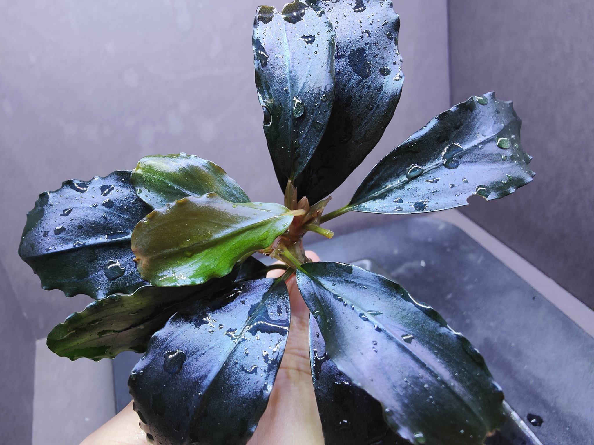 Bucephalandra sp.Super Demos しーん Bucephalandra sp.Super Demos