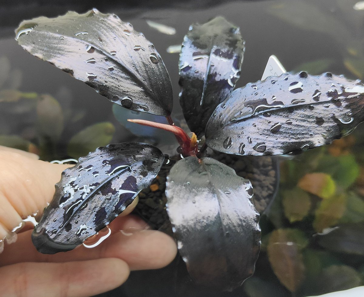 は*る様 ブセファランドラ Neo 2015 ― 大株 群生株 15株程度 は