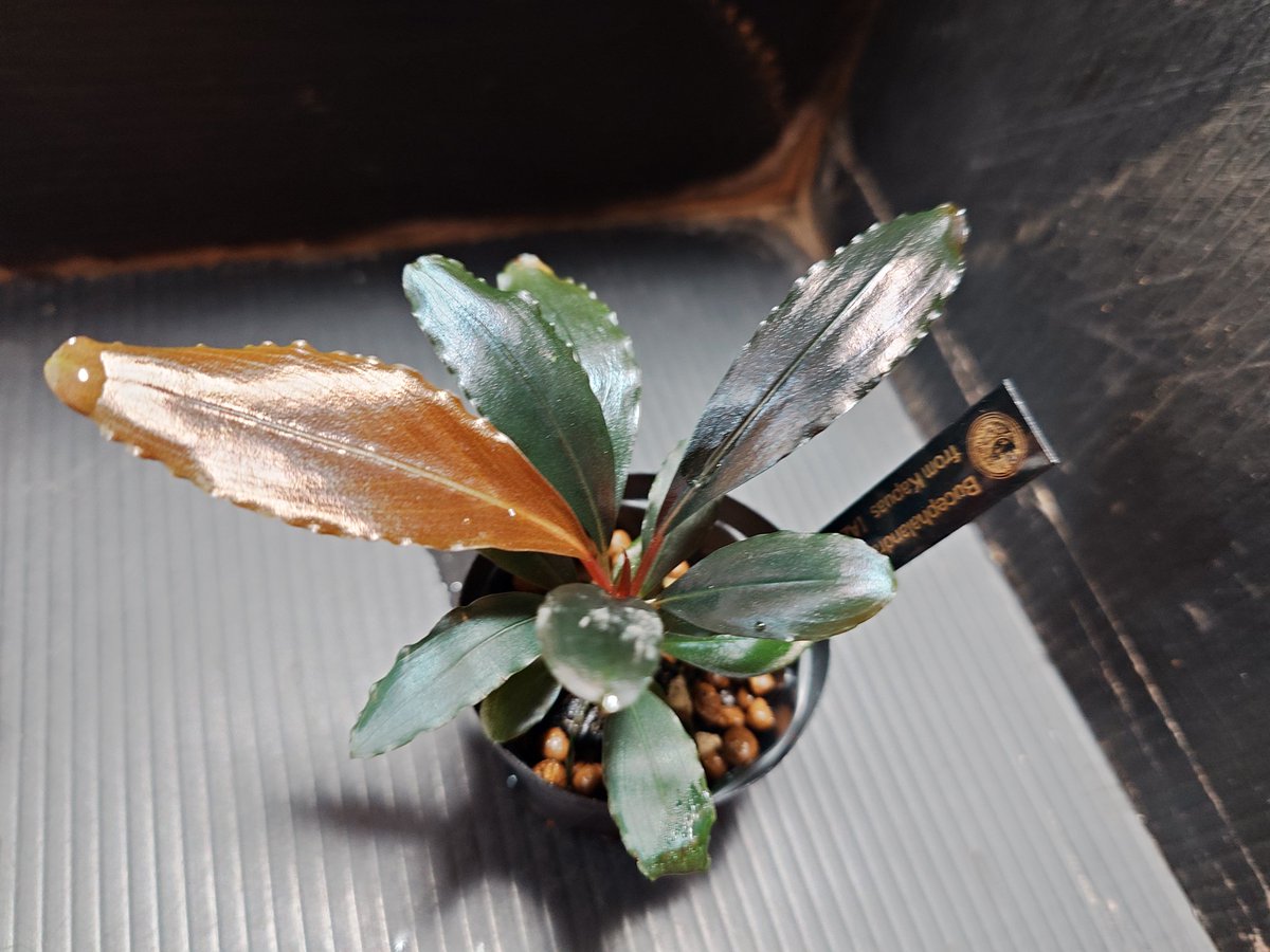 今日のブセファランドラ🌿 0617DP 昔のtomo．tomo.13さんのタグです✨