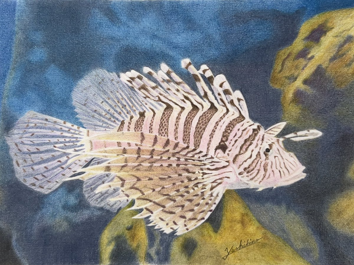 唯一無二のハナミノカサゴ｜額縁付き 絵画 原画 魚の絵 イラスト