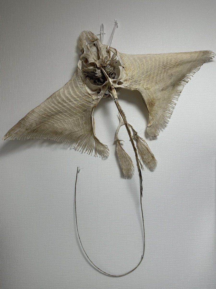 ナルトビエイ 全身骨格