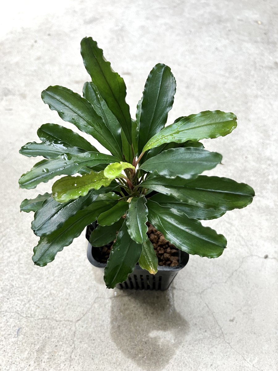 AZタグ付き】ブセファランドラ Bucephalandra sp. B オファー No6 AZ便