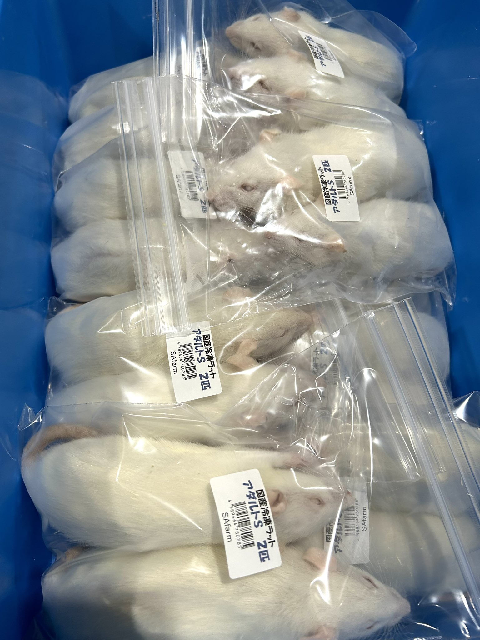 冷凍ラット 30匹セット 100~130g 【公式通販】