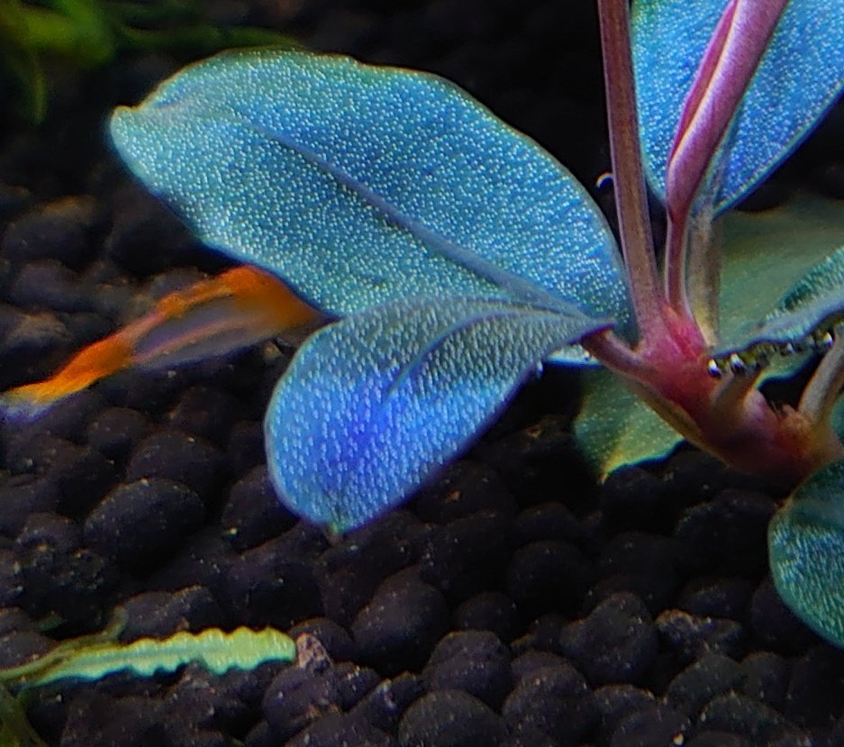 ブセファランドラ spソルディデュラブルー1株