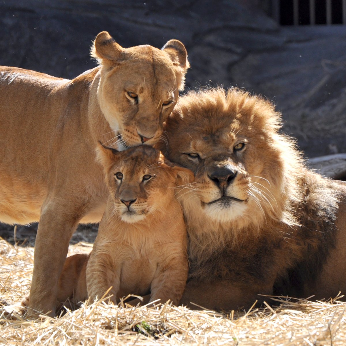 ライオン親子 2013.3.3 サンが幸せだった証Ⅶ ウチの息子、可愛い