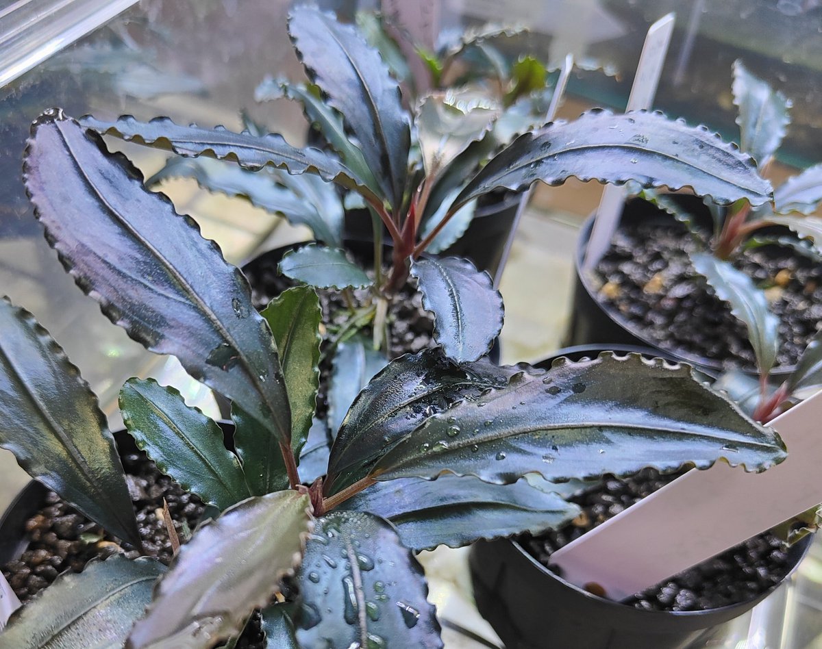 陰性水草の王様的存在【ブセファランドラ】Theia Blue 陰性水草の王様