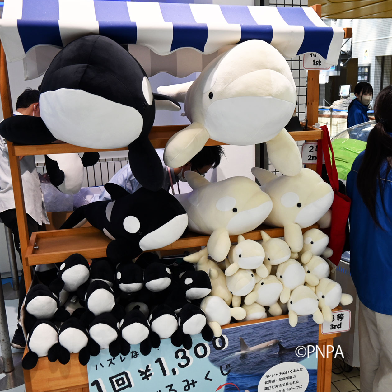 名古屋港水族館 くじ 特賞 シャチ ぬいぐるみ Amazon.co.jp: 名古屋港