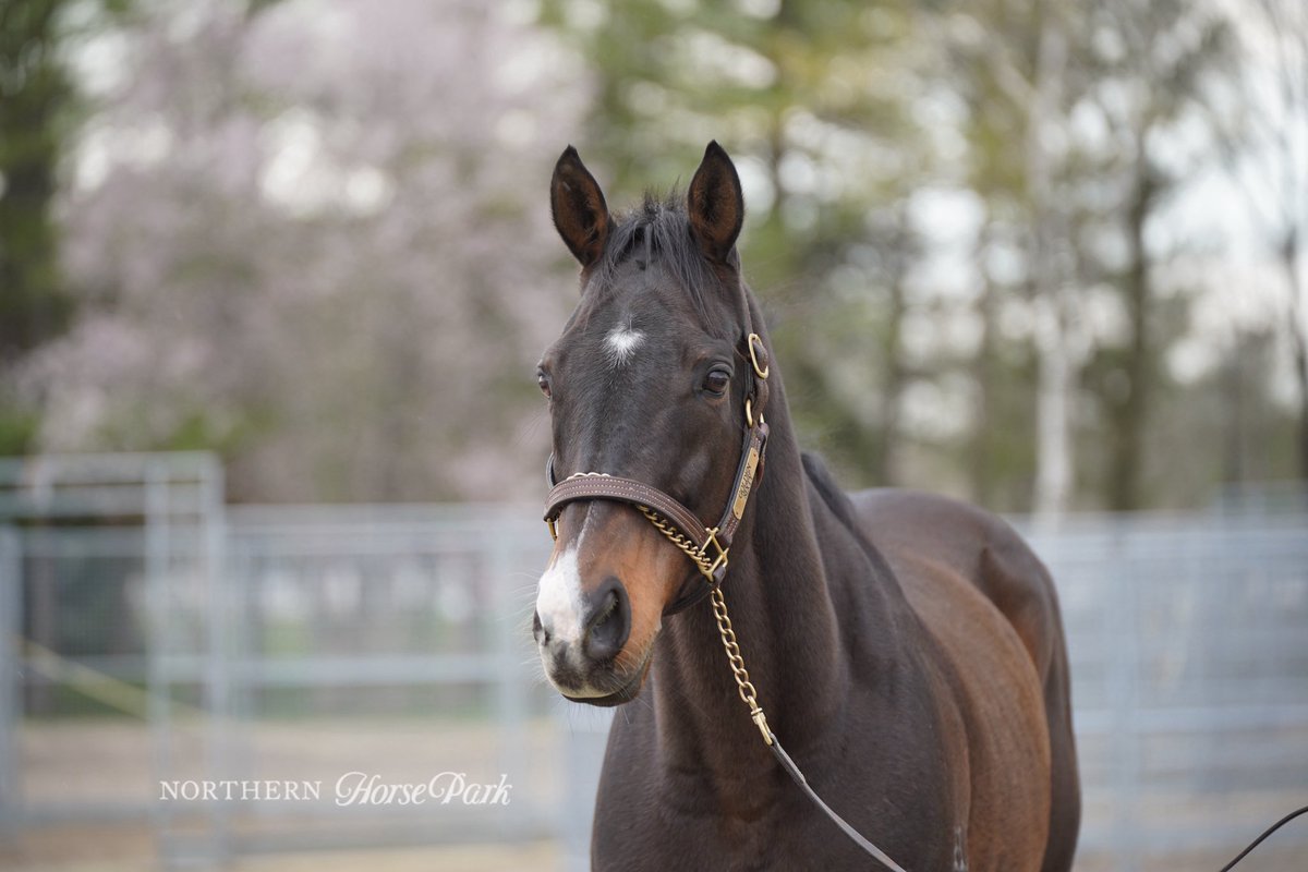☆競馬☆シュネルマイスター☆たてがみ☆ノーザンホースパーク 【公式