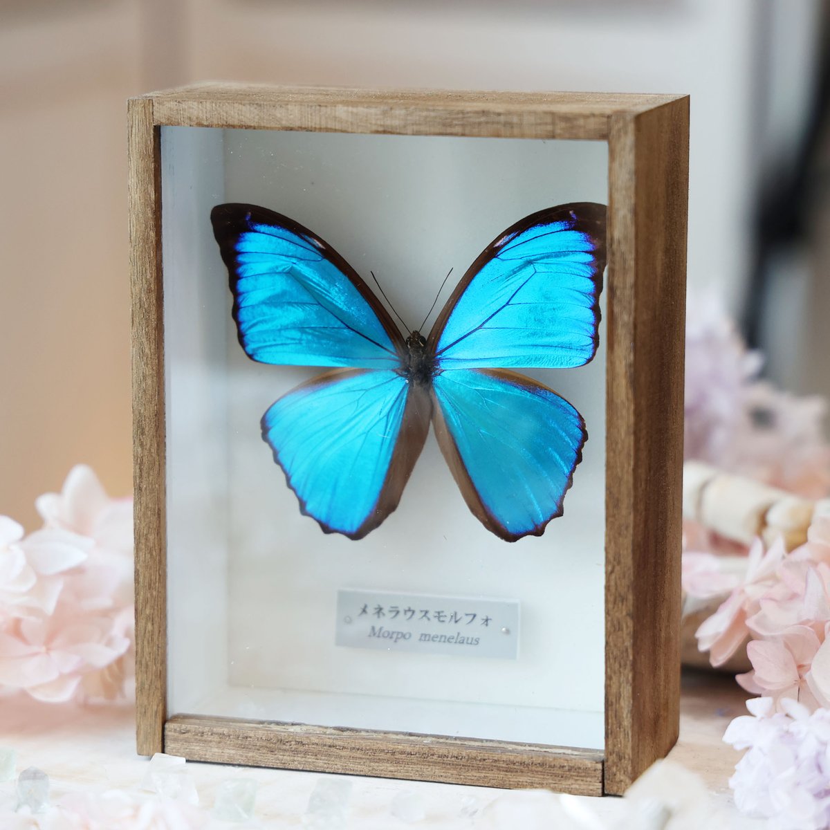海福雑貨通販部の【蝶標本】に、蝶標本「メネラウスモルフォ」を1点up