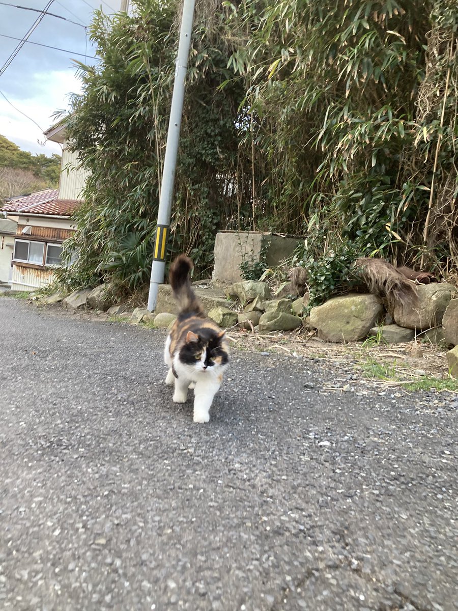 今夕の #仁斗田地区 #ポンプ置場 へ 道標に鎮座する黒猫さん🐈‍⬛ お