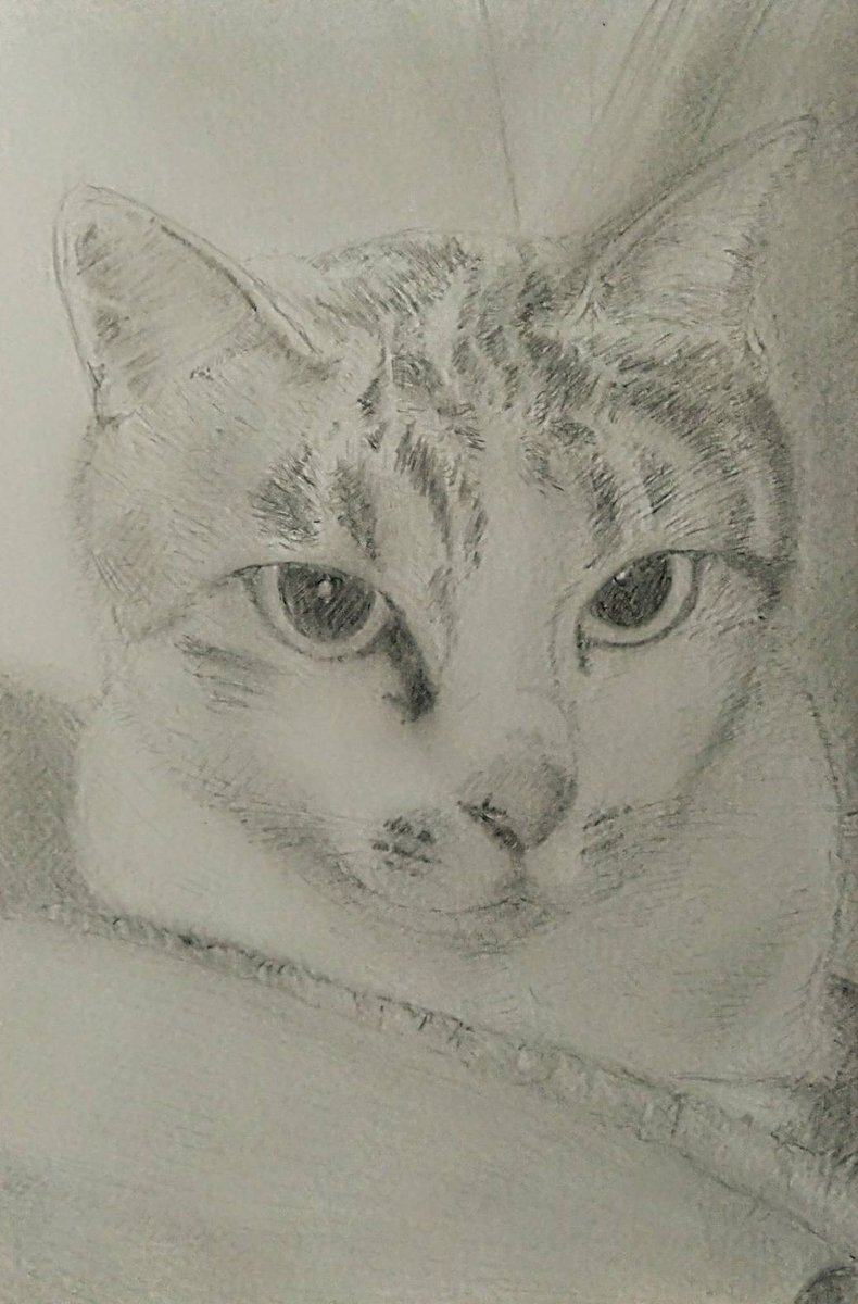 このタグを見た人は黙って猫を貼る #鉛筆画 何度も #再掲 しています🙇💦