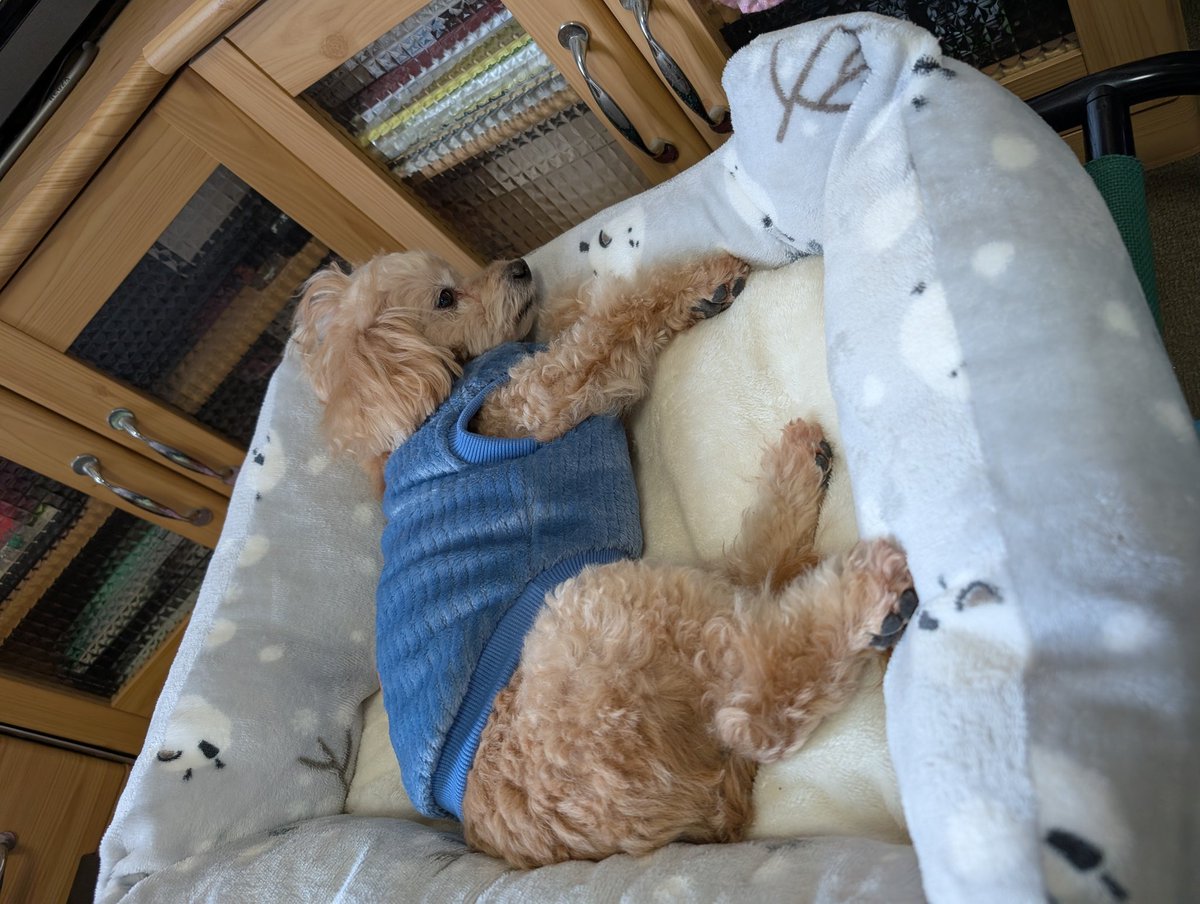 リラックス リラックス #マルプー #犬のいる暮らし