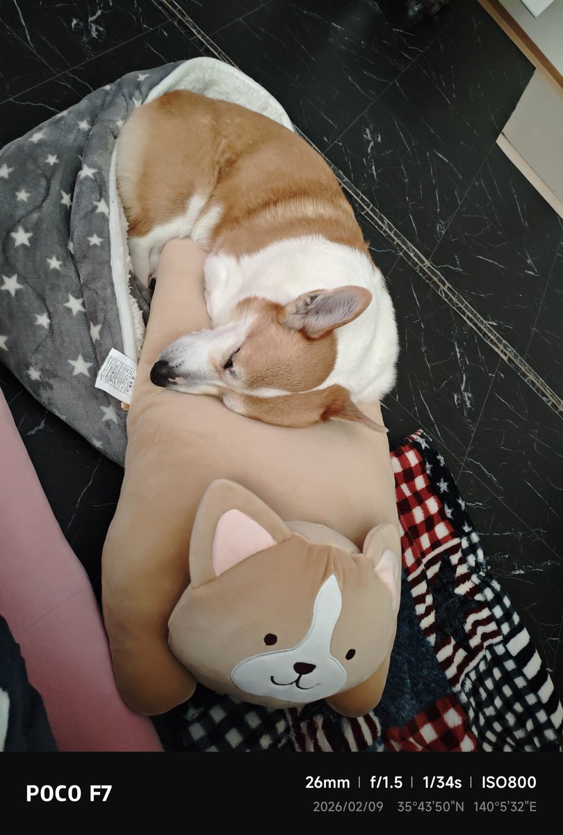 シーフーサン🍭(コーギー) (@usamikun) / Posts / X