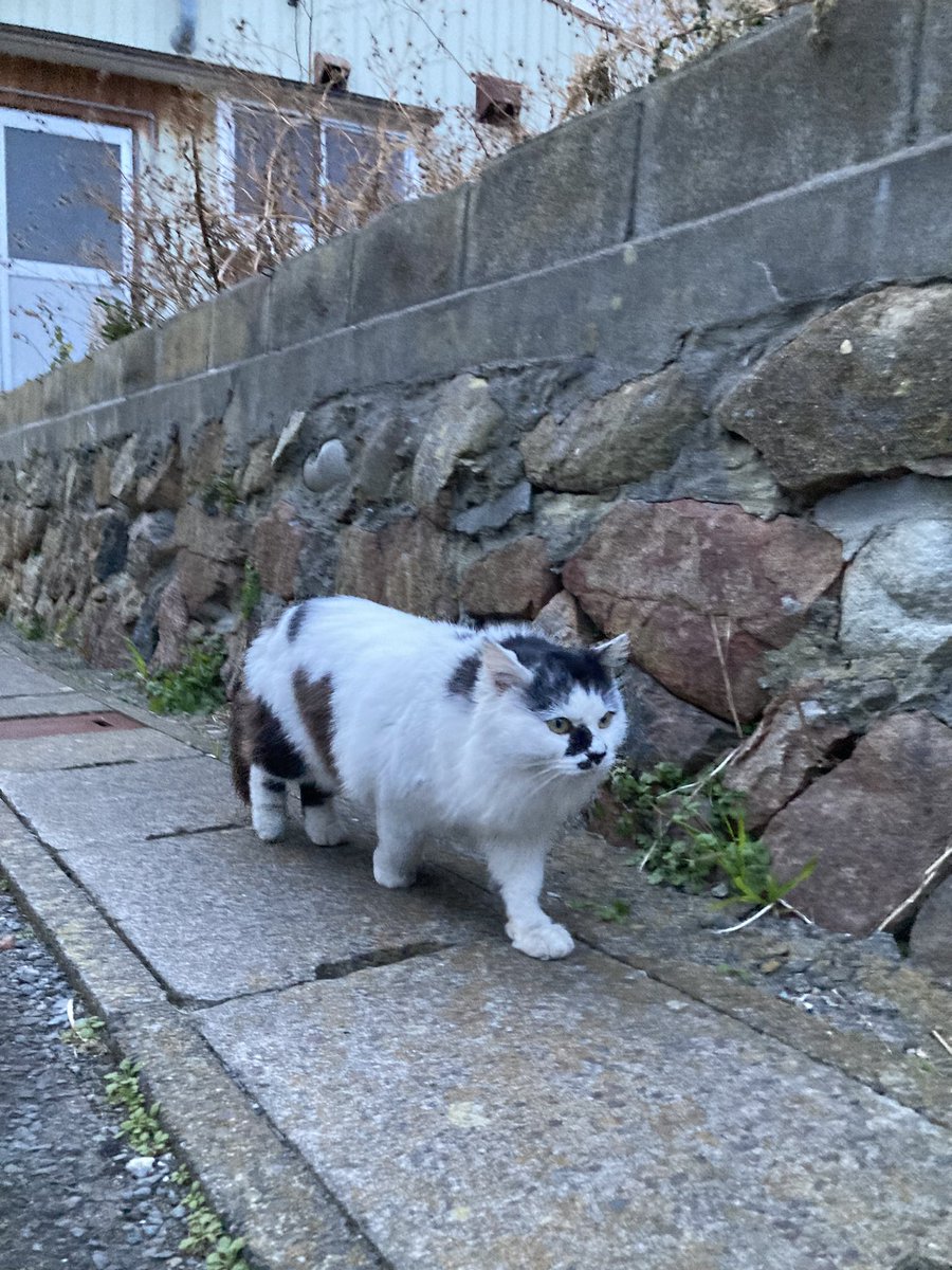 こちらもどうぞ😸 ルイーゼとホクちゃんを探して、猫の泉と港方面へ