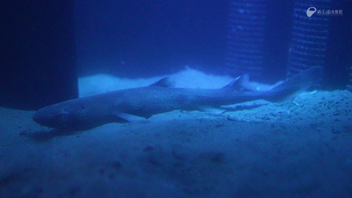 本日1月8日(木)も カラスザメ をご覧になれます ℹ️予告なく展示を終了