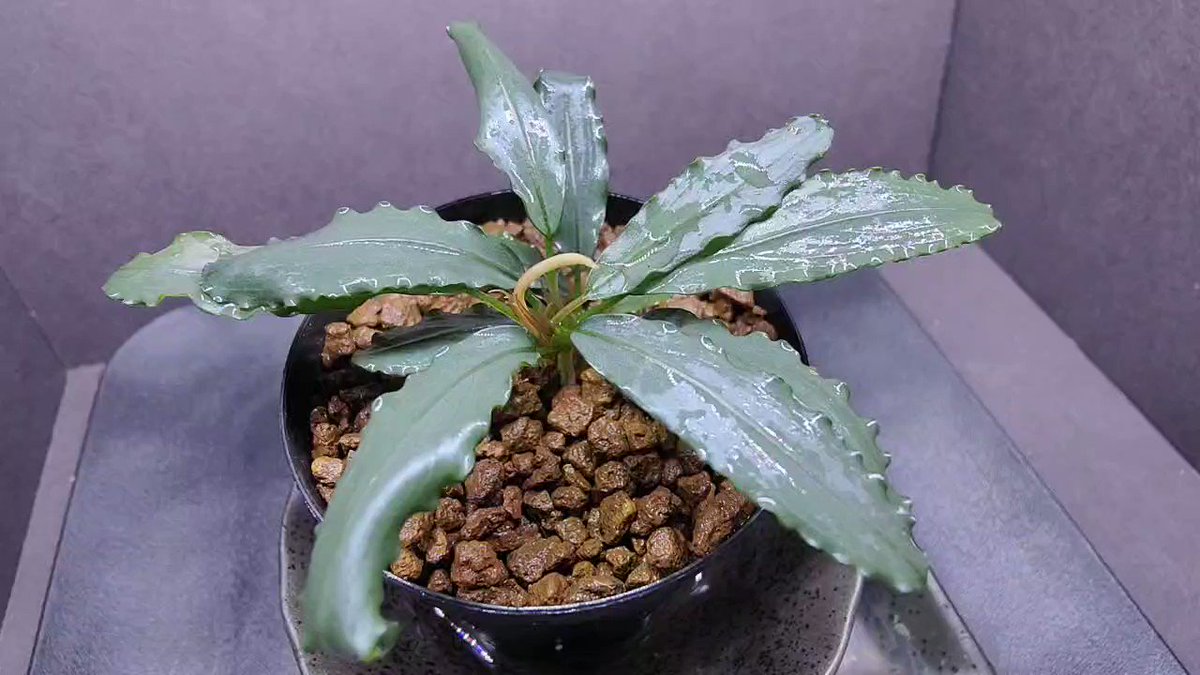 ブセファランドラ Bucephalandra sp Aurora kn便 Bucephalandra sp.