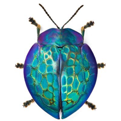 立体展足標本 キリンクビナガオトシブミ オトシブミの雄は互いに