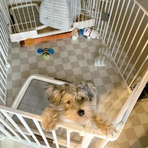 アレンジサークル・スチール（犬 サークル 広い）｜飼主様向け商品（卸