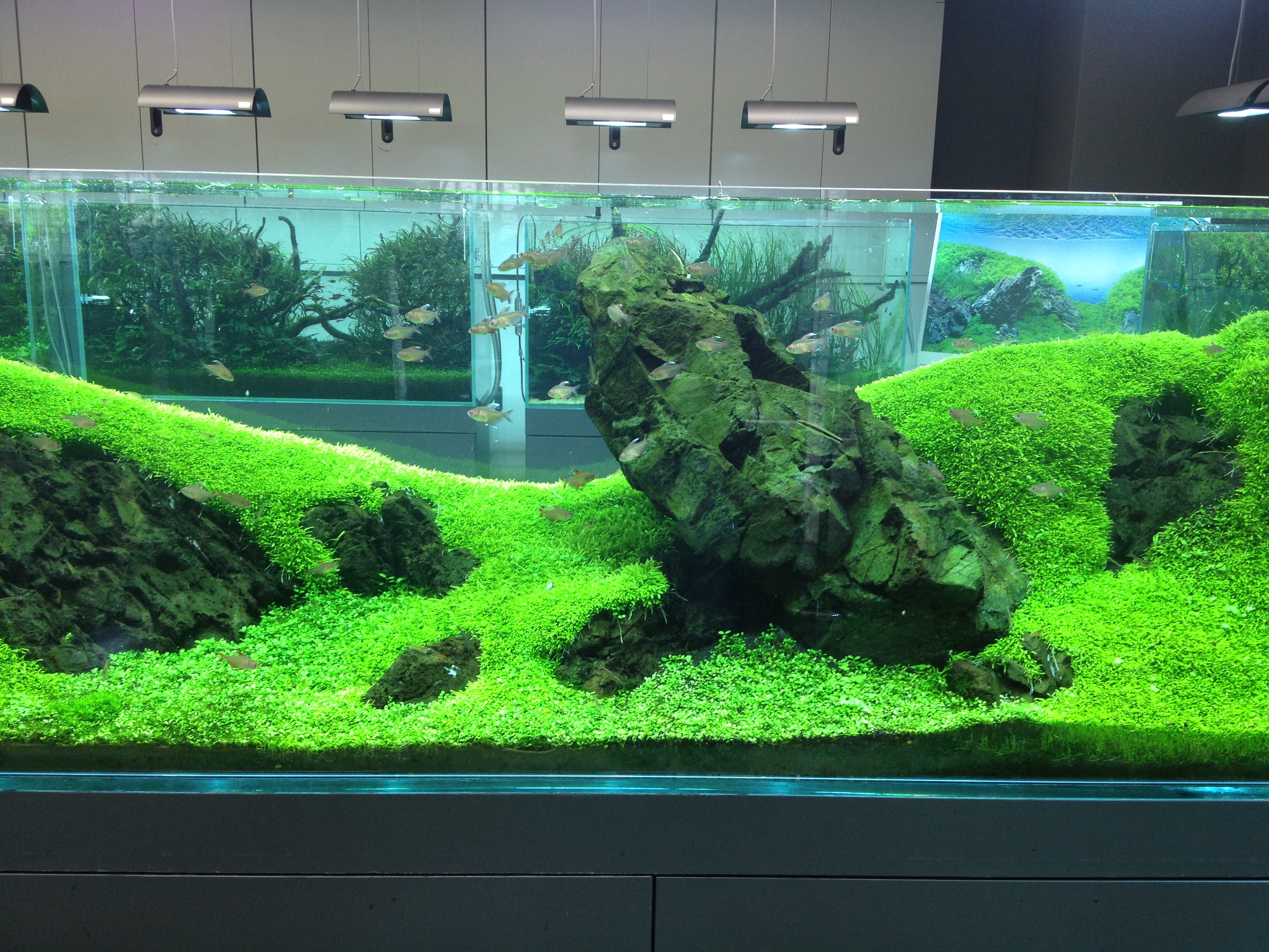 1[新品]ADA 龍王石 約4キロ☆水槽 レイアウト アクアリウム 良型 清