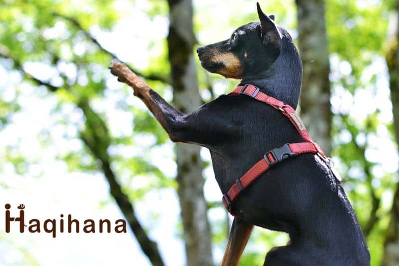 愛犬の気管虚脱や脇スレ・引っ張り癖防止ハーネス「Haqihana」に新色