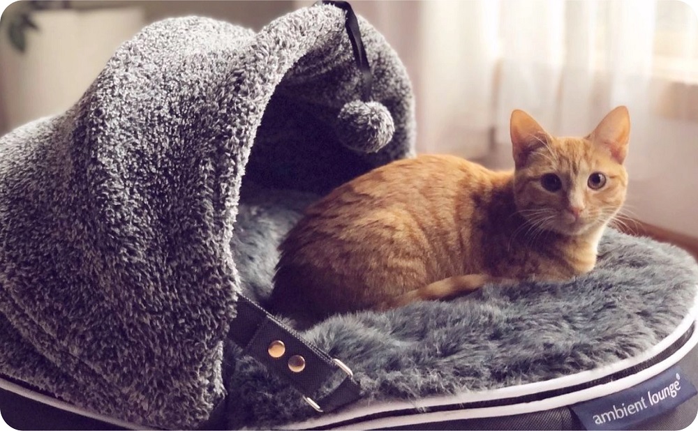 アンビエントラウンジ】プレミアムペットラウンジ Lowタイプ Sサイズ