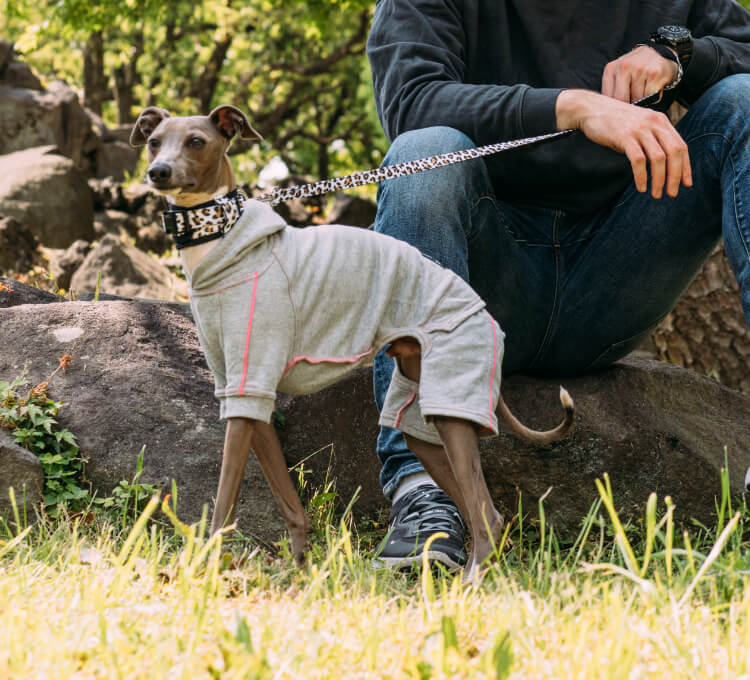 pim:liko＜ピムリコ＞ - イタグレ、ウィペット、フレブル専用のドッグ