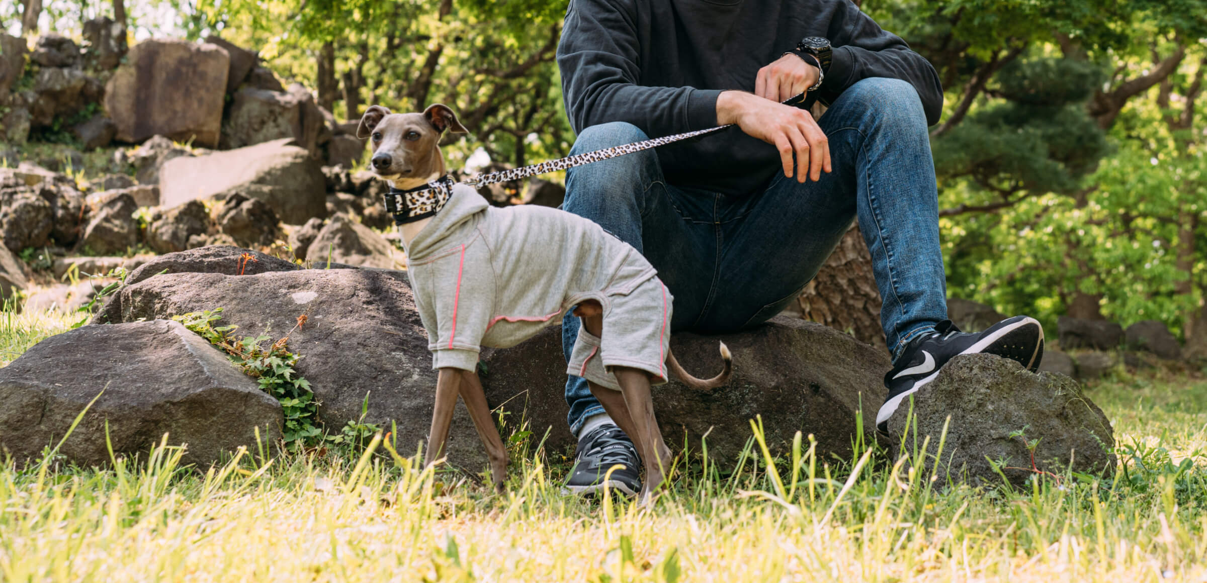 pim:liko＜ピムリコ＞ - イタグレ、ウィペット、フレブル専用のドッグ