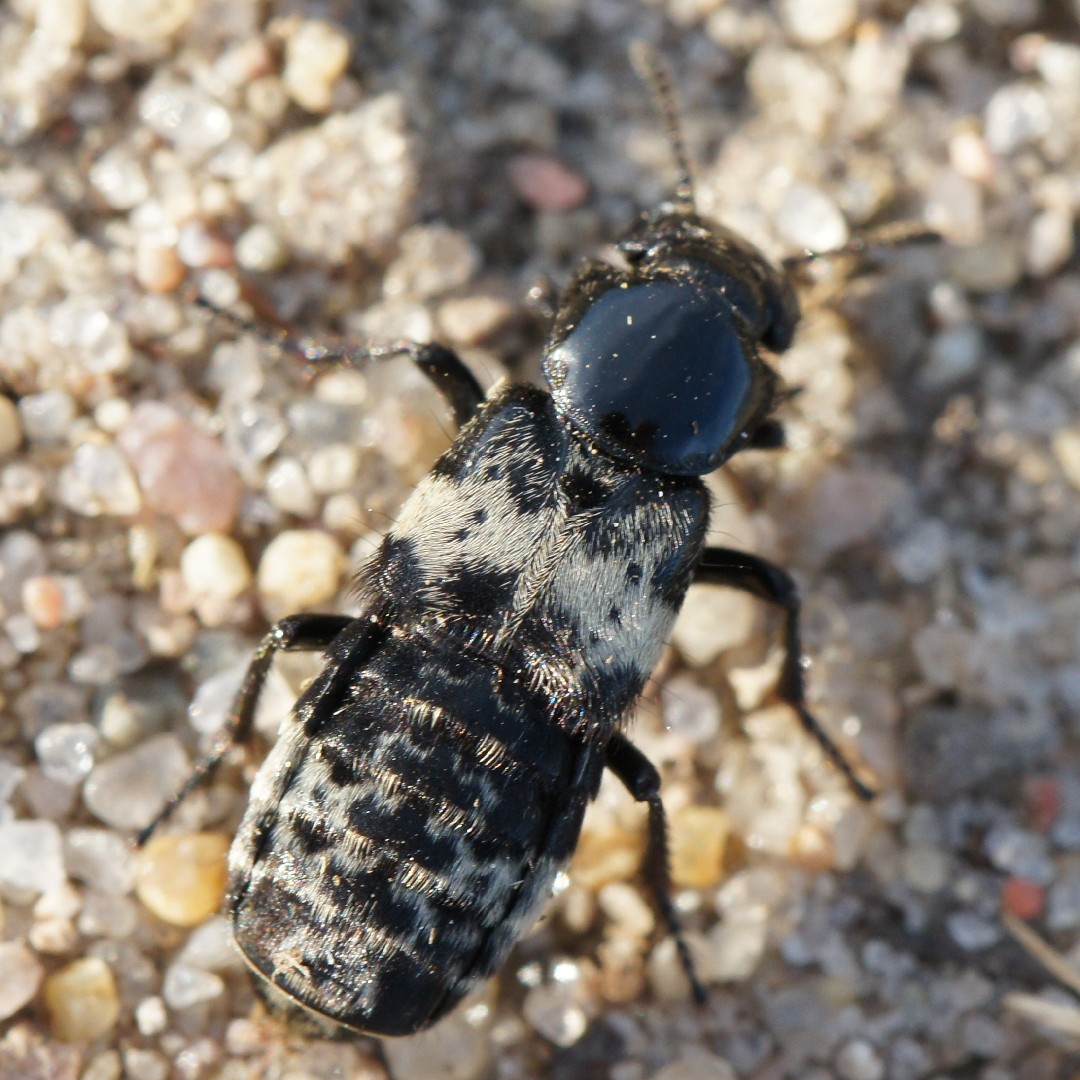 クロスキバホウジャク (Hemaris fuciformis) - Picture Insect