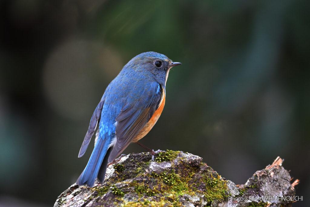 Nikon Z9 + AF-S NIKKOR 500mm f/4E FL ED VRレビュー（野鳥撮影）