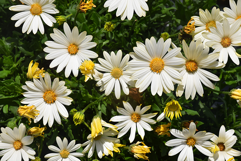 Voltage White African Daisy (Osteospermum 'Voltage White') in