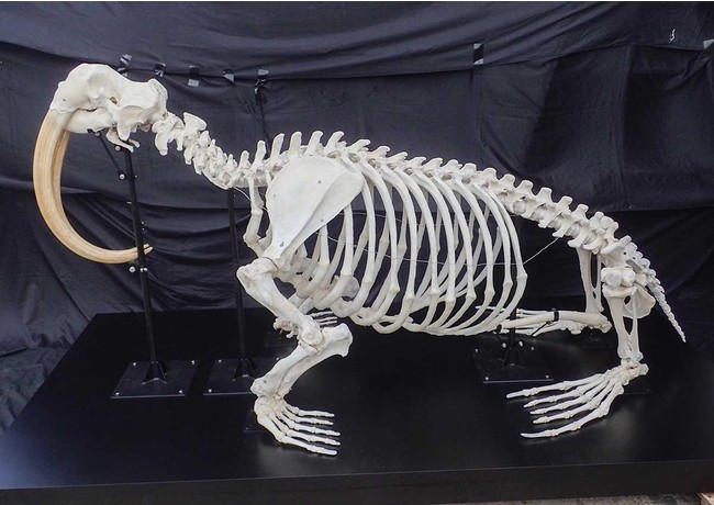 鴨川シーワールド 世界最大級のセイウチの全身骨格標本を公開 | 株式