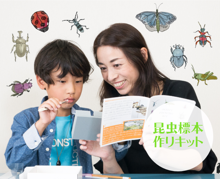 昆虫標本づくりキット 自由研究にオススメ！必要な道具がすべてそろっ