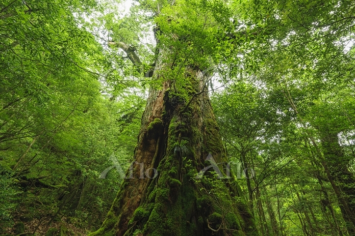 鹿児島県 屋久島町 七本杉（屋久杉） [32312458]の写真素材 - アフロ