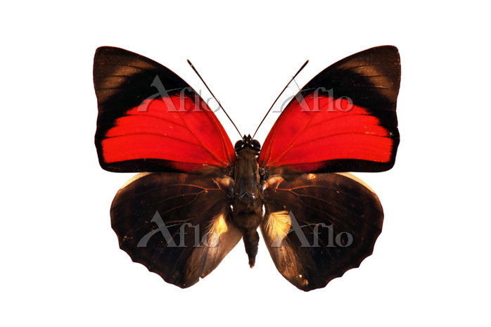 外国産蝶標本】アグリアス・ナルキッサス♂/ブラジル産/78mm