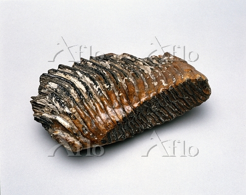 ナウマンゾウ 臼歯 化石 希少）マンモス ナウマンゾウ 歯化石 臼歯