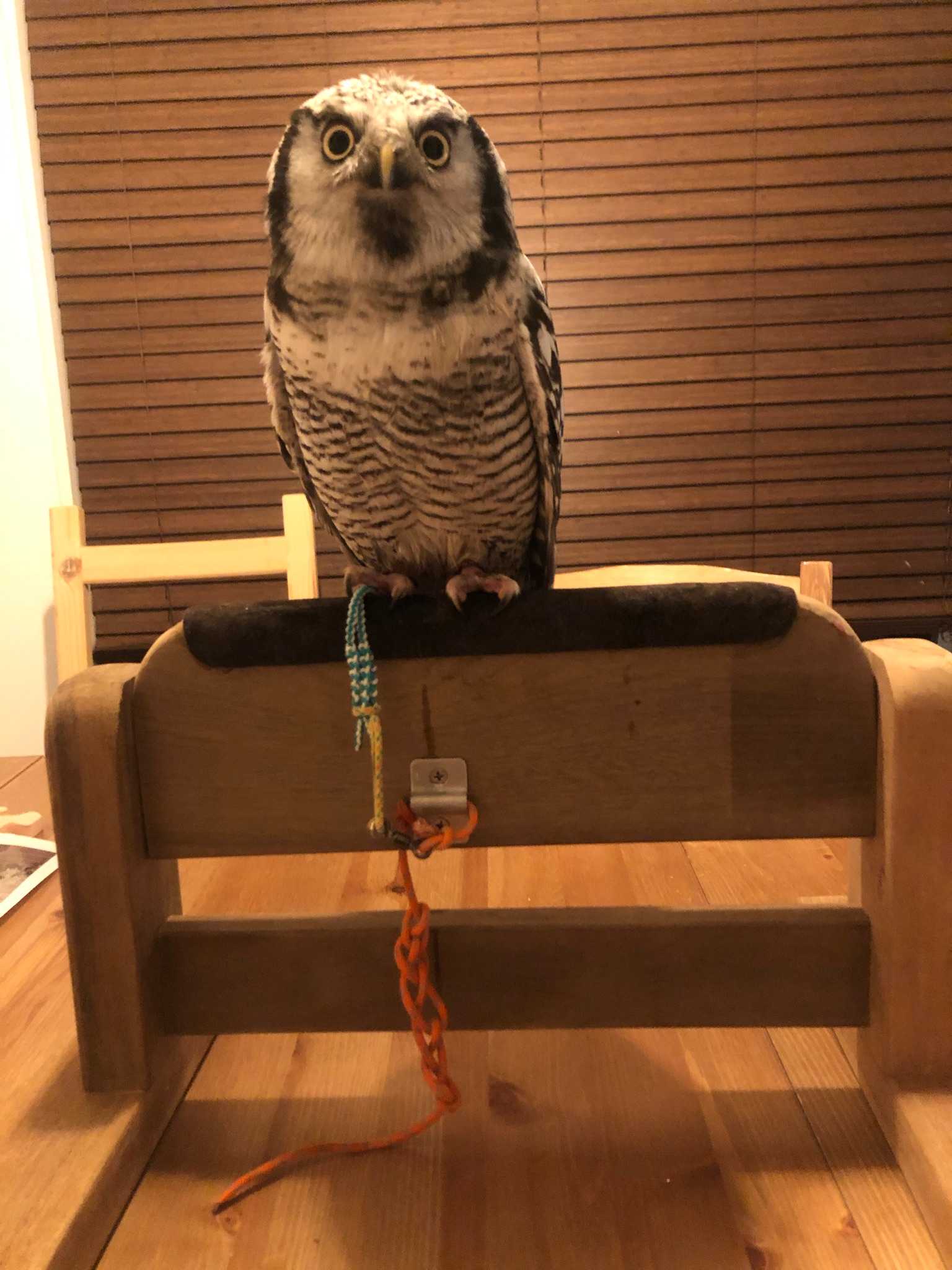 ファルコンブロック フクロウ 止まり木 猛禽類