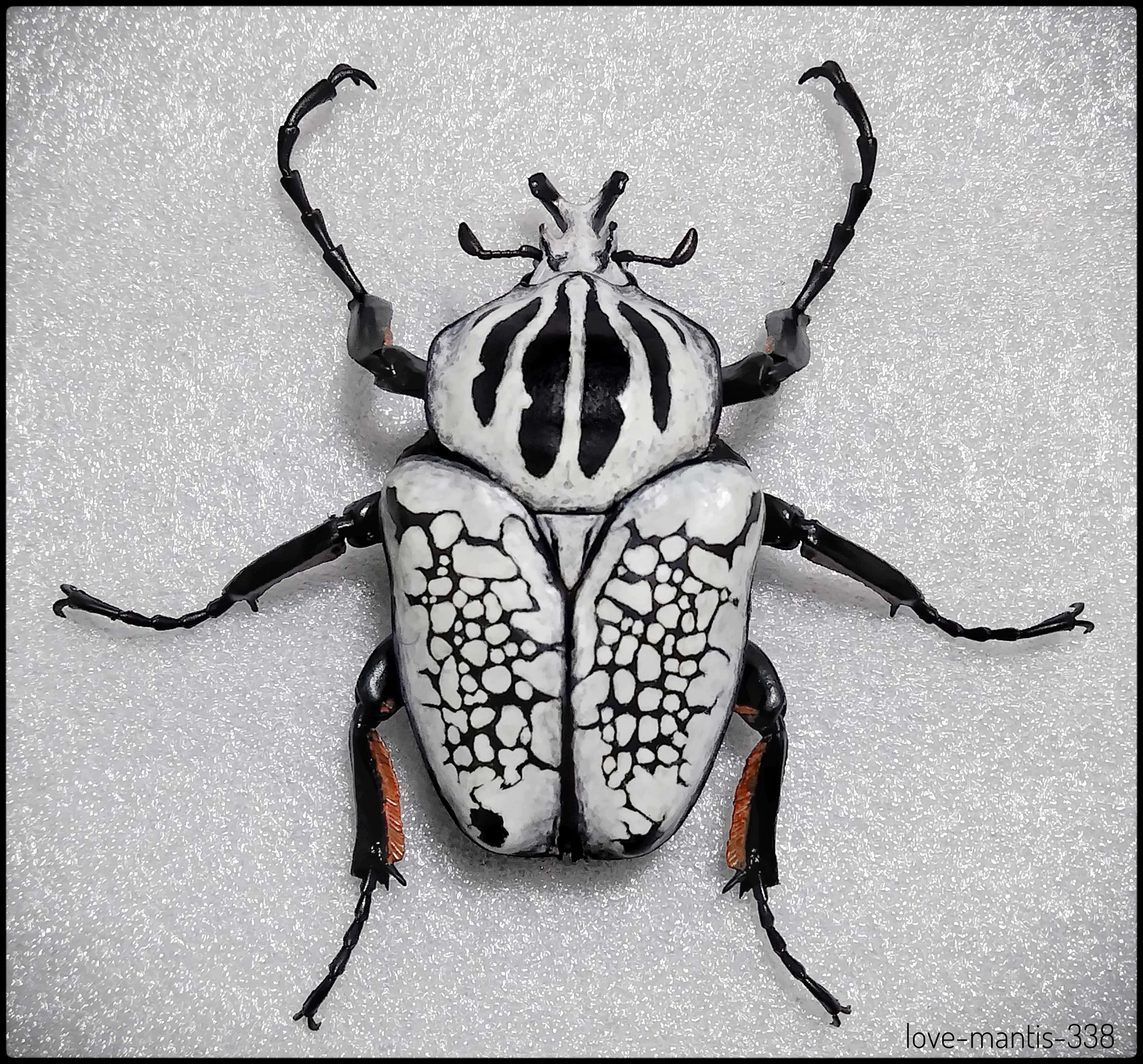 カメルーンゴライアスオオツノハナムグリ約90mm